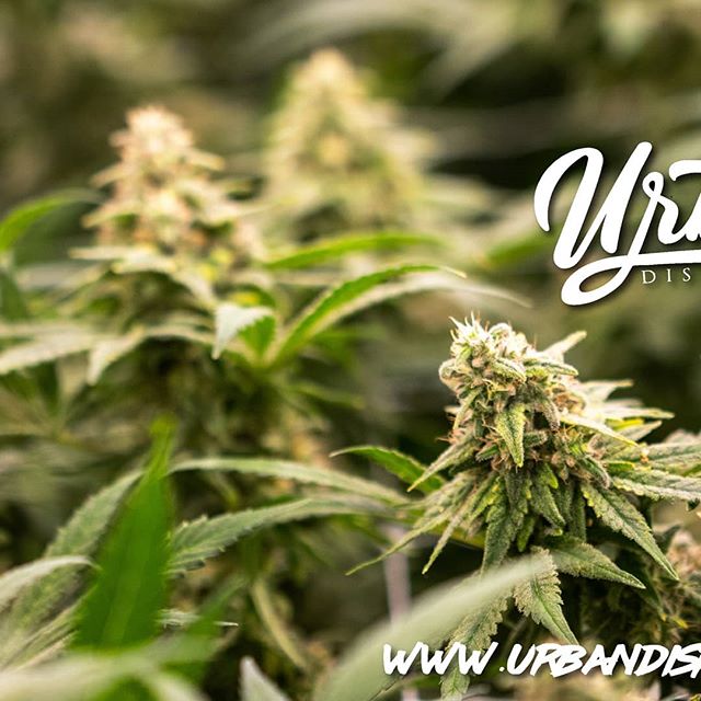 Urban Dispensary Website