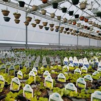 Advancing Alternatives Website