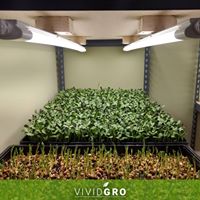 VividGro Website
