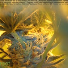 Pine Street Cannabis Company Website