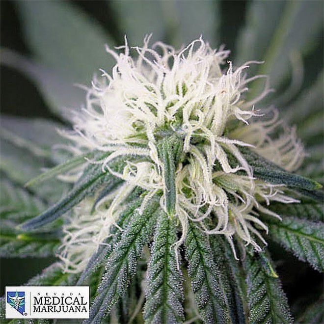 Nevada Made Marijuana - Laughlin Website