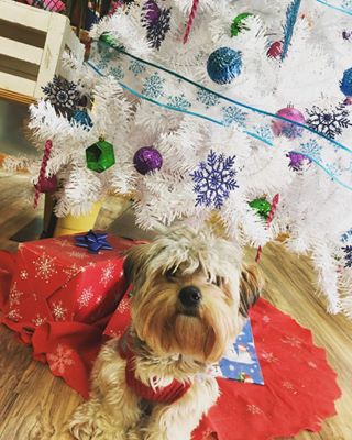 Doobie Sisters - Cortez Website