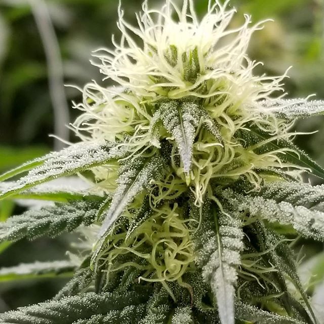 Cannabis Nation Seaside Website