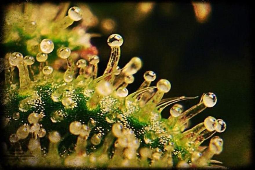 Dockside Cannabis in Ballard Website