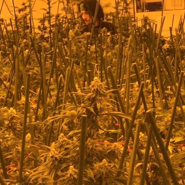 Sacred Seed Medical Dispensary Website