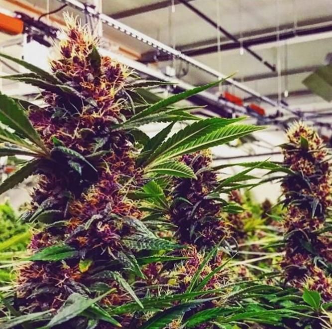 Encanto Dispensary Website