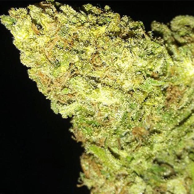 Ringside Medical Website