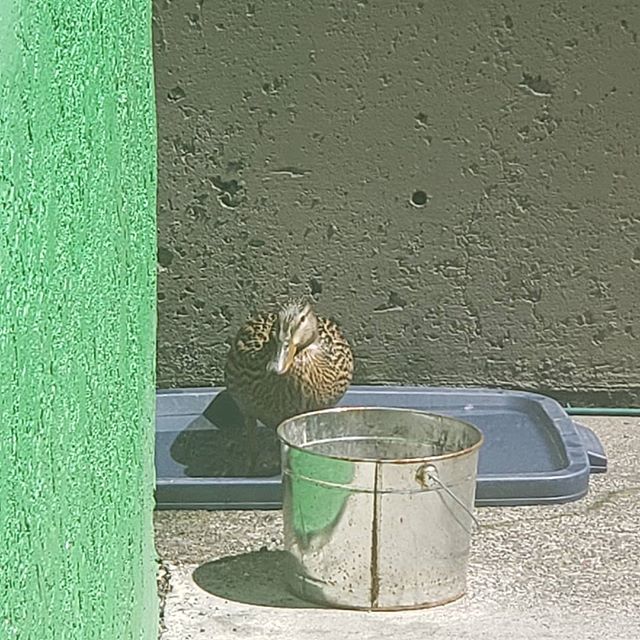 Market Street Wellness Website