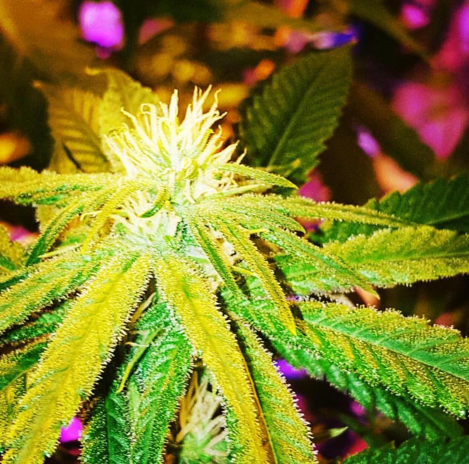 Deshe' Eugene Website