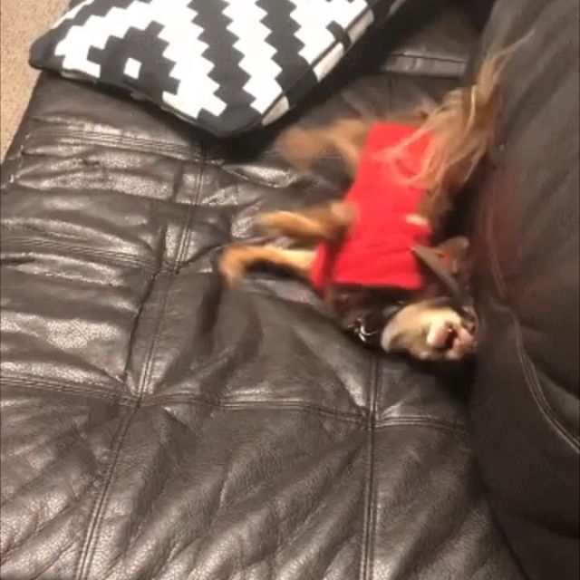 Sacred Seed Medical Dispensary Website