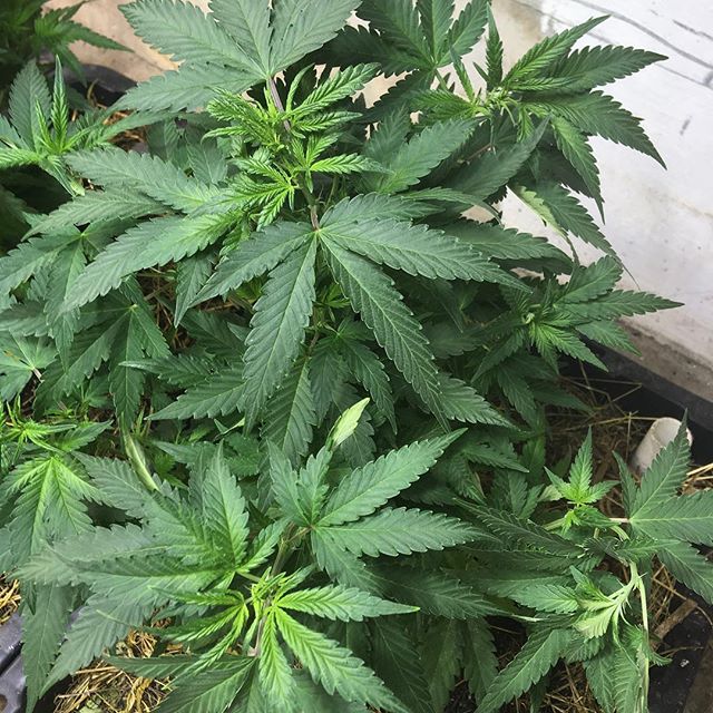 Lovelight Medicinals Website