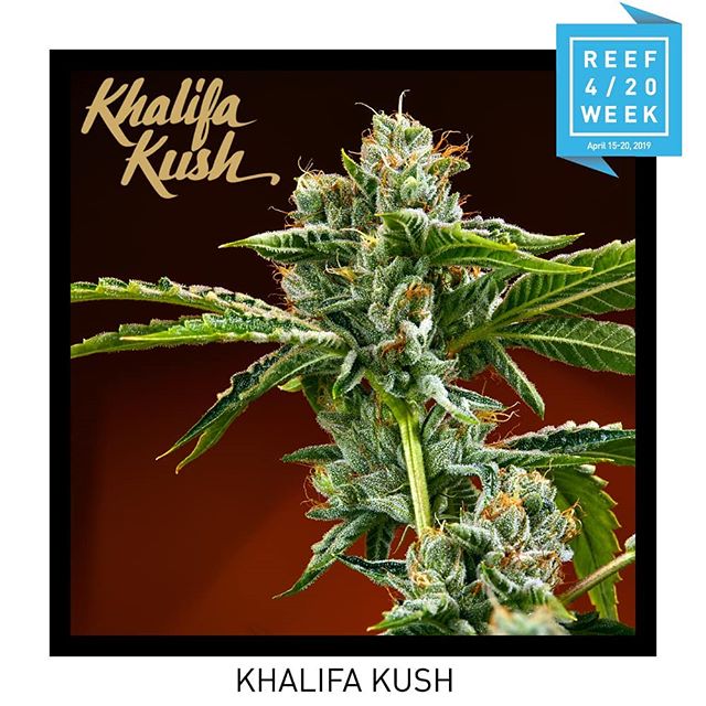 Reef Dispensaries - Queen Creek, AZ Website