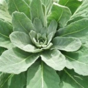 Breeze Botanicals - Ashland Website