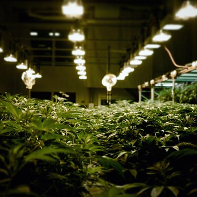 Champlain Valley Dispensary - Burlington Website