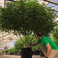 Ultra Health Albuquerque - Nob Hill Birdland Website