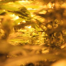 Pine Street Cannabis Company Website