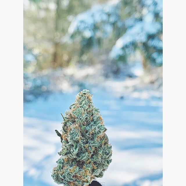 Salish Coast Cannabis Website