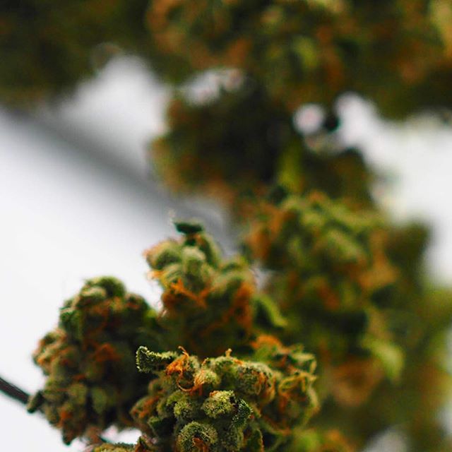 Casper’s Cannabis Club Website