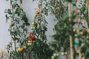 Mt Hood Cannabis Co. Website