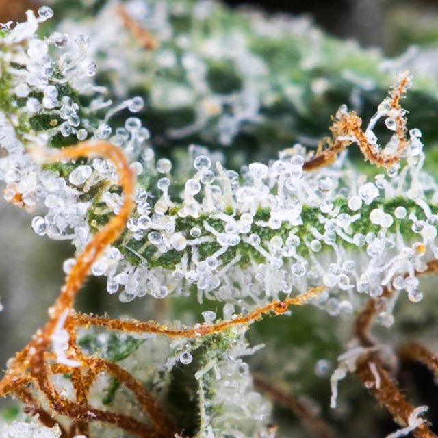 Urban Dispensary Website