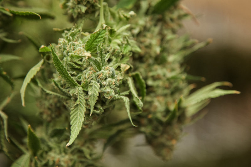 RISE - Amherst Website