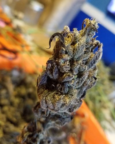 Secret Stash Xpress Website