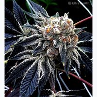 Ultra Health Albuquerque - Nob Hill Birdland Website