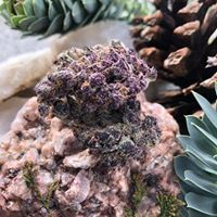 Diego Pellicer - South Denver Website