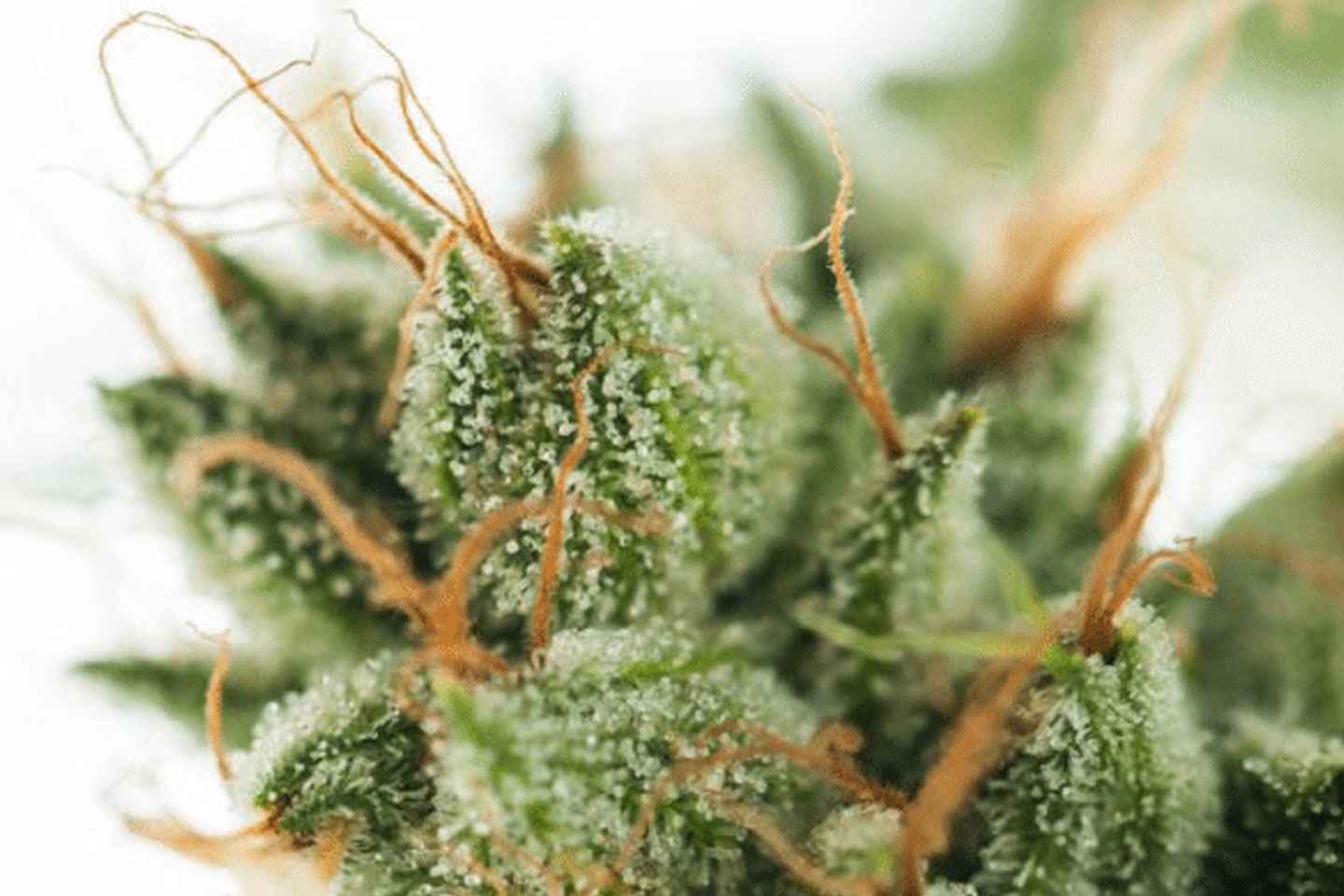 Mynt - Downtown Reno Website