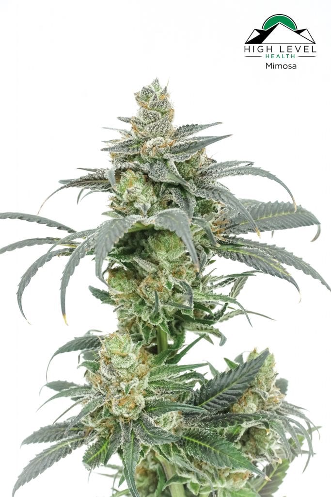 High Level Health - Lincoln (REC) Website