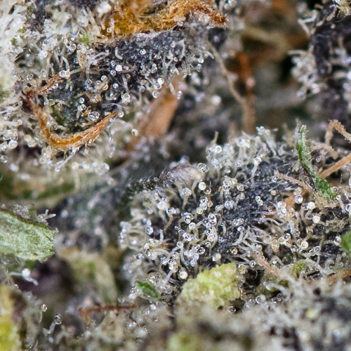 Mary Jane's Collective Website