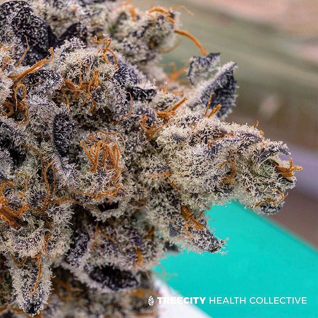 Treecity Health Collective Website