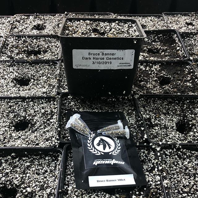 1:11 Dispensary Website