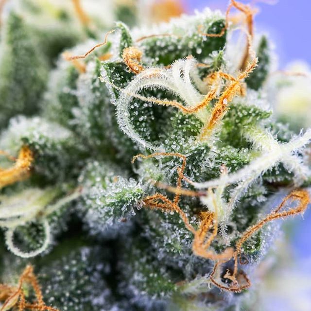 Urban Dispensary Website