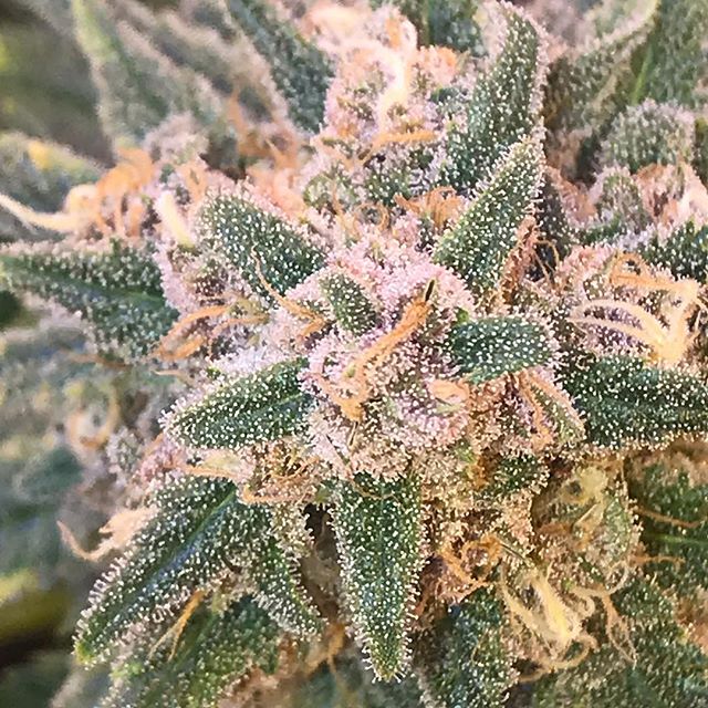 Sacred Seed Medical Dispensary Website