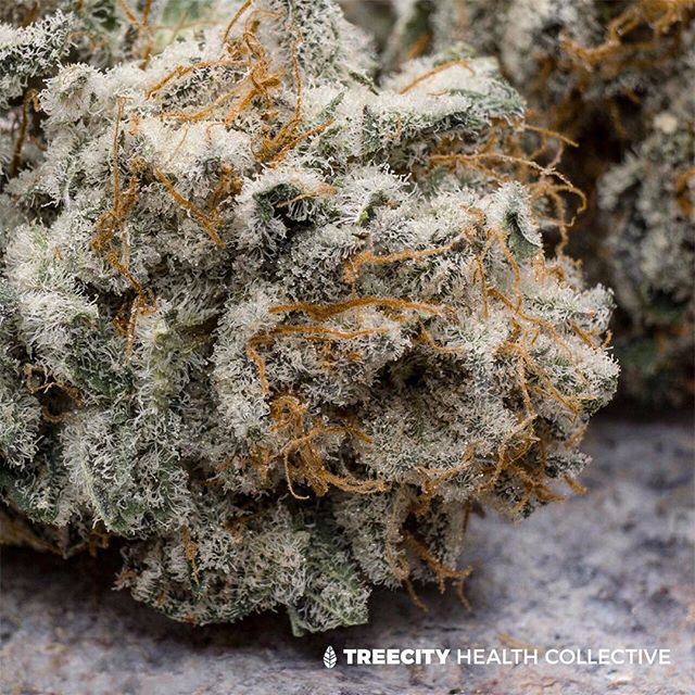 Treecity Health Collective Website