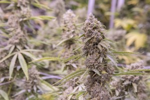 Trill Alternatives - MEDICAL Website