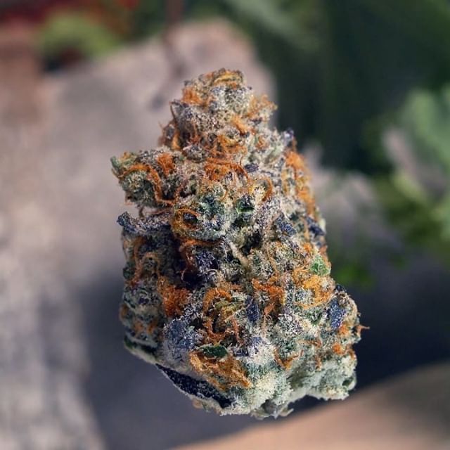 Treecity Health Collective Website