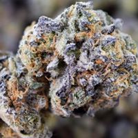 The Cannabis Method Website