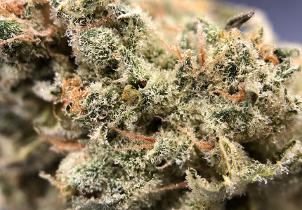 PurLife - Montgomery Website