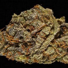 Great Alaskan Bud Company - GABCO Website