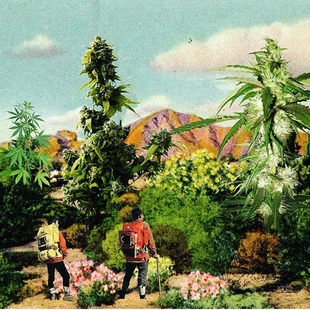 Starbuds Aurora Website