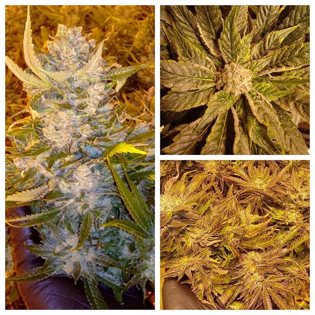 Herbal Healing Website