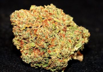 Green Fellas Website