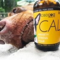 CBD Dog Health Website