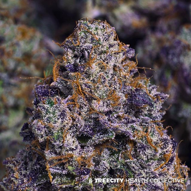 Treecity Health Collective Website