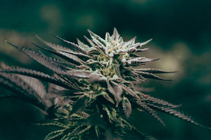 Ace's Place - Recreational Website