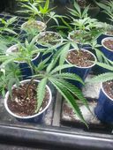 Silhouettes Services - Oregon City Website