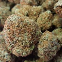 The Diamond Bonsai Website