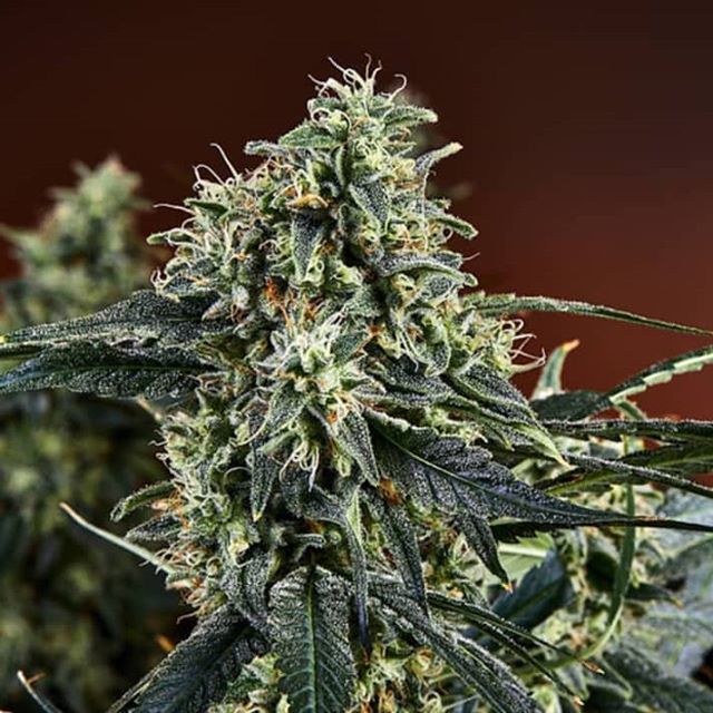 Reef Dispensaries - Queen Creek, AZ Website